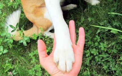Animali e Shiatsu